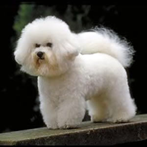 BICHON CU PAR CRET